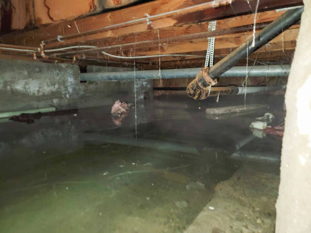 Best Carpet water damage restoration  in Boulder, MT